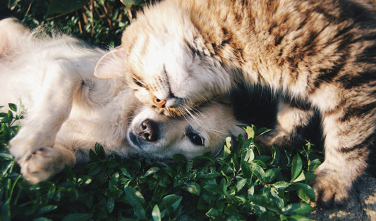 Ensuring a Happy and Healthy Life for Your Furry Friend