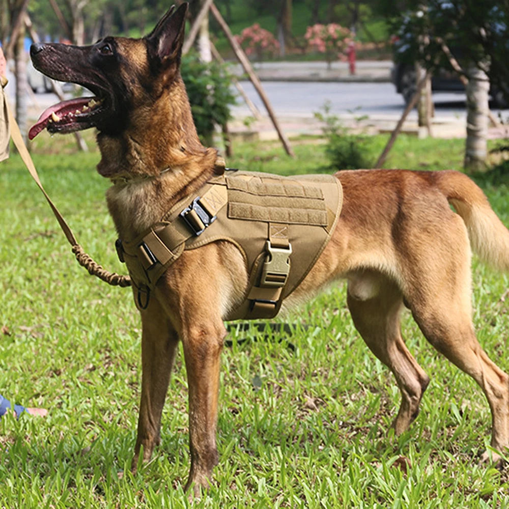 German Shepherd Malinois Training Walking Vest